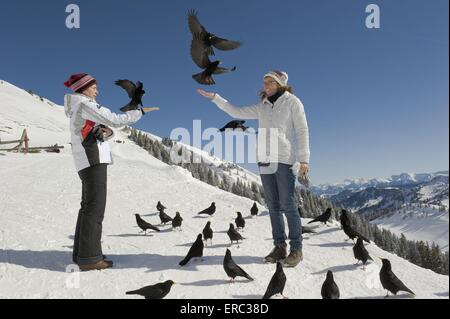 Mensch und alpine gelb-billed Dohlen Stockfoto