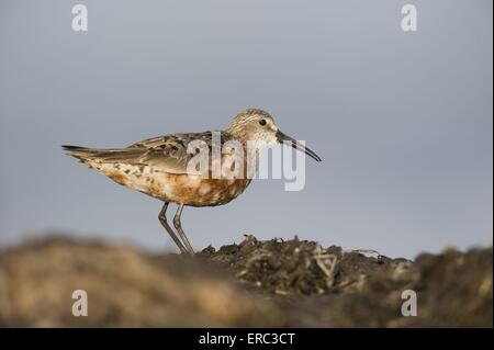 Sichelstrandläufer Stockfoto