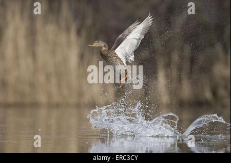 Stockente Stockfoto