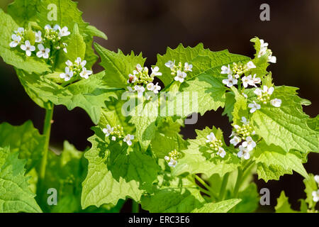 Knoblauchsrauke (Alliaria Petiolata) mit weißen Blüten unter die warme Frühlingssonne Stockfoto