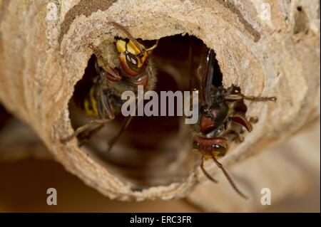 Hornissen Stockfoto