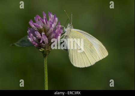 großer weißer Schmetterling Stockfoto