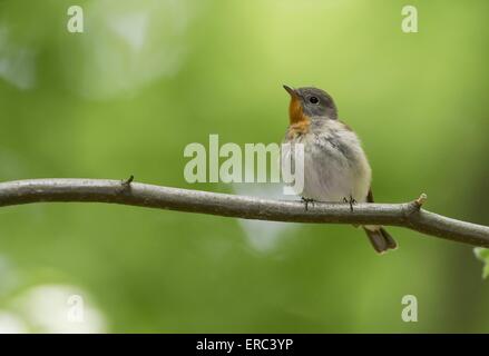 Red-breasted Fliegenfänger Stockfoto