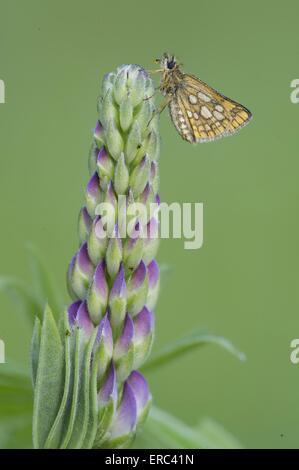 Arktische skipper Stockfoto