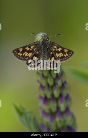 Arktische skipper Stockfoto