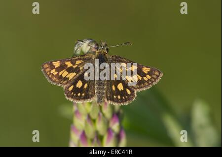 Arktische skipper Stockfoto