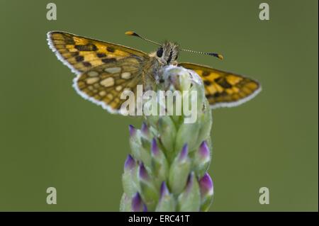 Arktische skipper Stockfoto