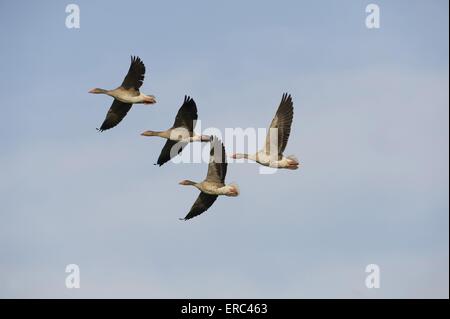 Graugänse Stockfoto