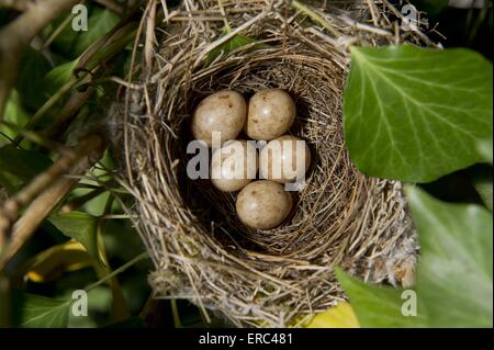 Mönchsgrasmücke Eiern Stockfoto