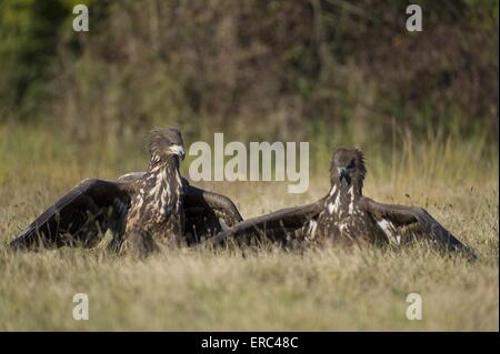 Meer und Seeadler Stockfoto