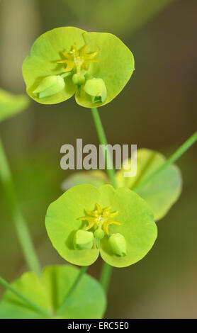 Holz-Wolfsmilch - Euphorbia Amygdaloides Nahaufnahme von Blumen Stockfoto