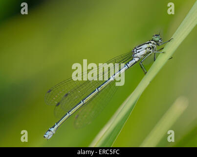 Teneral weibliche Azure Damselfly - Coenagrion Puella auf Rasen Stockfoto