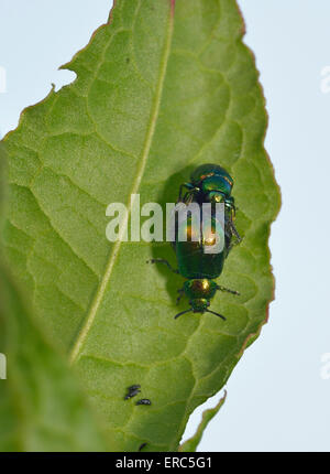 Grüner Käfer in Dock - Gastrophysa Viridula Käfer auf Dock Leaf Paarung. Frau ist schwanger Stockfoto