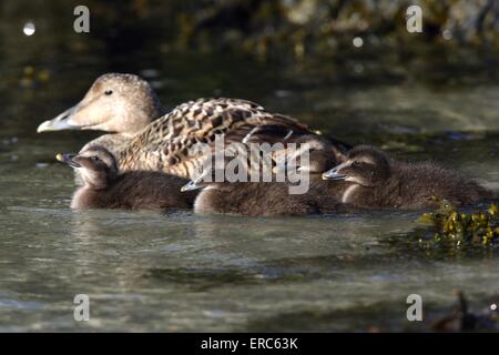 gemeinsamen Eiderenten Stockfoto