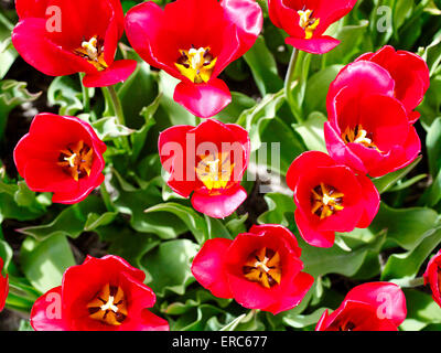 Holländische Tulpen. Rote Tulpen in den Niederlanden. Stockfoto