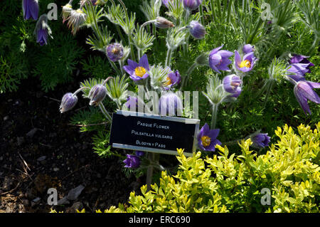 Kuhschelle Pulsatilla Vulgaris, Physic Garden, Cowbridge, Vale of Glamorgan, South Wales, UK. Stockfoto