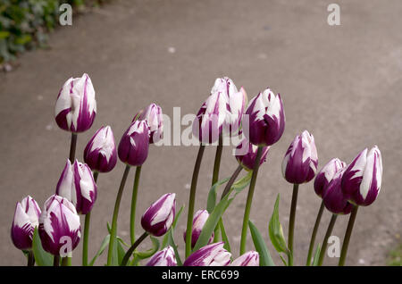 Tulpe Rems Favorit Stockfoto