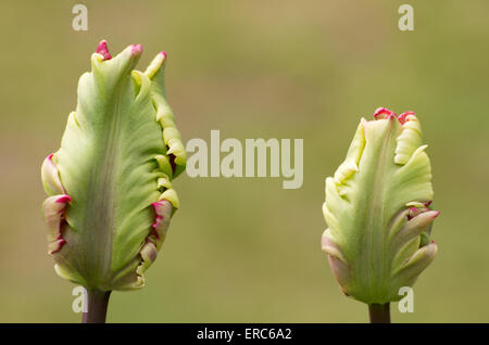 Tulpe Flaming Parrot Blütenknospen Stockfoto