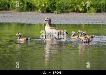 Ägyptische Gänse Stockfoto