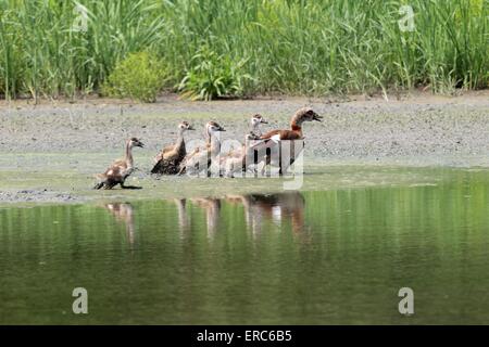 Ägyptische Gänse Stockfoto