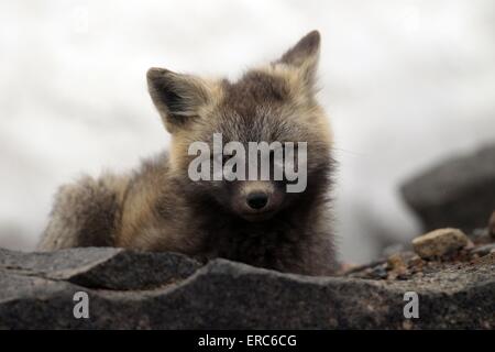 Silver fox Stockfoto