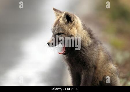 silver fox Stockfoto