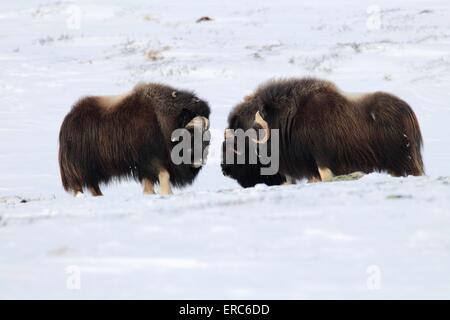 Moschus-Ochsen Stockfoto