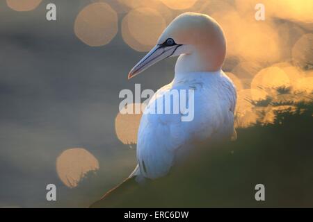 Basstölpel Stockfoto