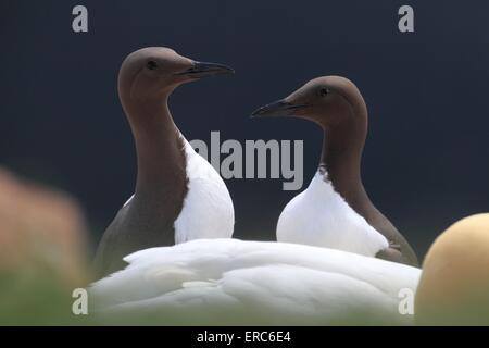 Trottellummen Stockfoto