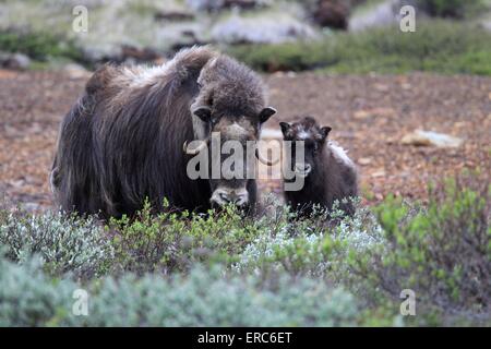 Moschus-Ochsen Stockfoto