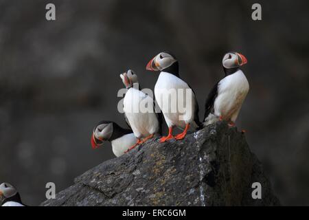 Papageitaucher Stockfoto