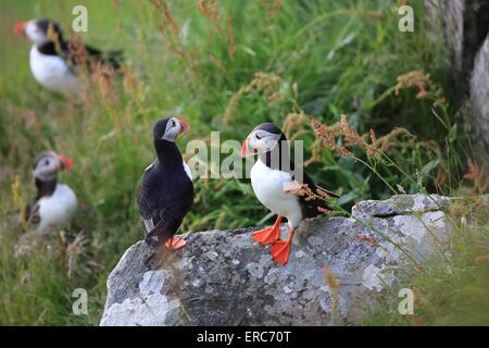 Papageitaucher Stockfoto