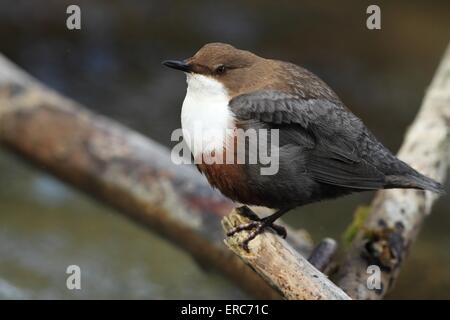 Dipper Stockfoto