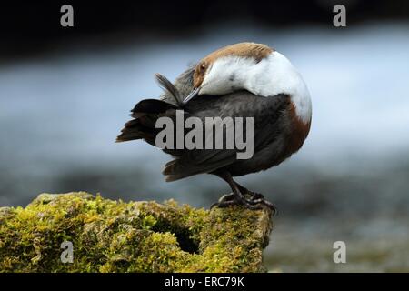 gemeinsamen dipper Stockfoto