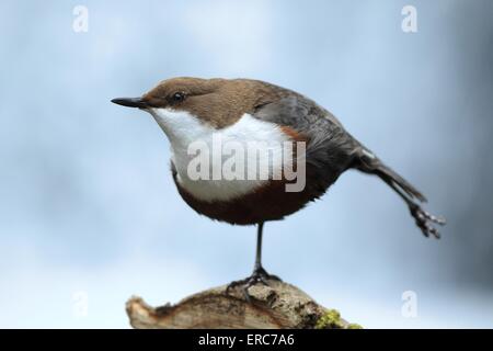 gemeinsamen dipper Stockfoto