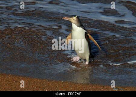 Yellow-eyed penguin Stockfoto