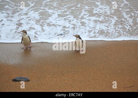 Yellow-eyed Pinguine Stockfoto