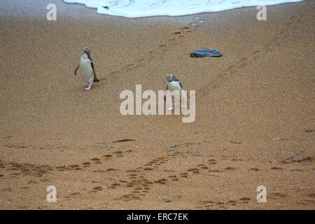 Yellow-eyed Pinguine Stockfoto