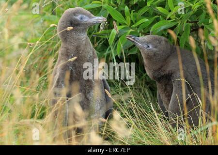 Yellow-eyed Pinguine Stockfoto