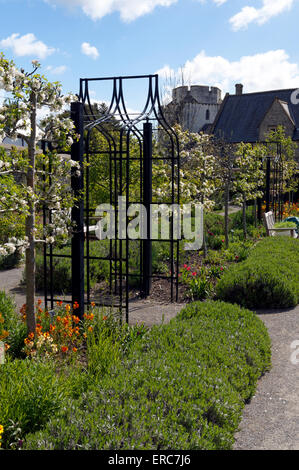 Apfel Bäume, Physic Garden, Cowbridge, Vale von Glamorgan, South Wales, UK. Stockfoto