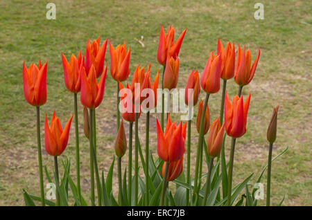 Tulpe Ballerina Stockfoto