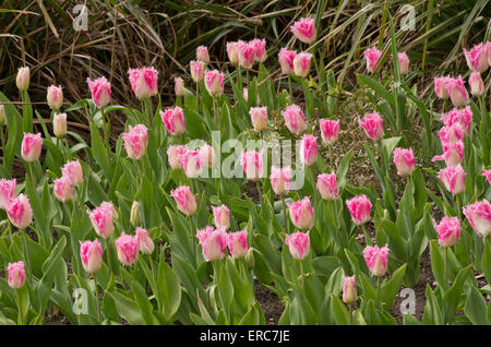 Tulpe Huis Ten Bosch Stockfoto