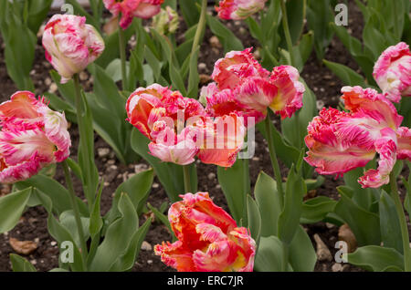 Papagei Tulpe Apricot Stockfoto