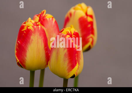 Tulpe Banjaluka Stockfoto