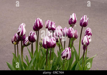 Tulpe Rems Favorit Stockfoto