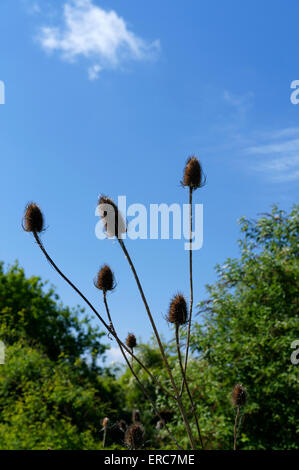 Bieten Dipsacus Fullonum, Cardiff, Wales. Stockfoto