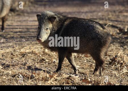 Javelina Stockfoto