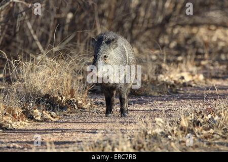 Javelina Stockfoto