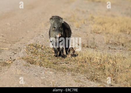 Javelinas Stockfoto