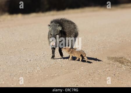 Javelinas Stockfoto